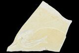 Jurassic Fossil Fish (Tharsis) - Solnhofen Limestone #103619-1